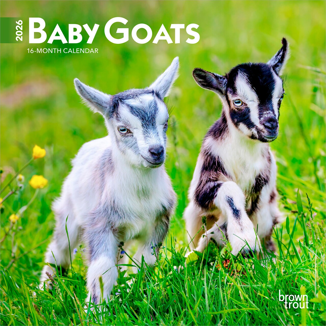 Baby Goats | 2026 7 x 14 Inch (Hanging) Monthly Mini Wall Calendar